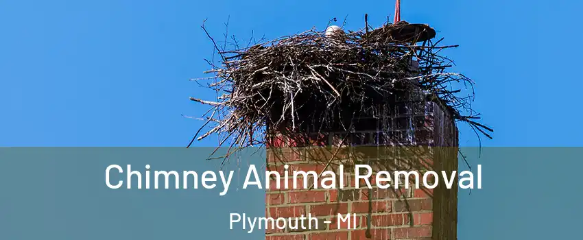  Chimney Animal Removal Plymouth - MI