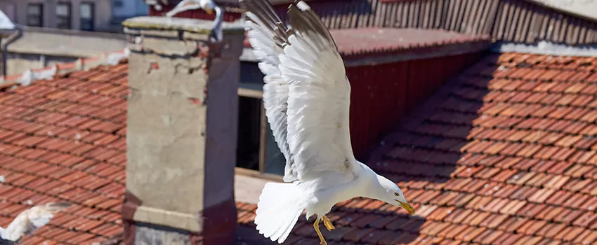Residential Chimney Animal Removal Solution in Plymouth, MI